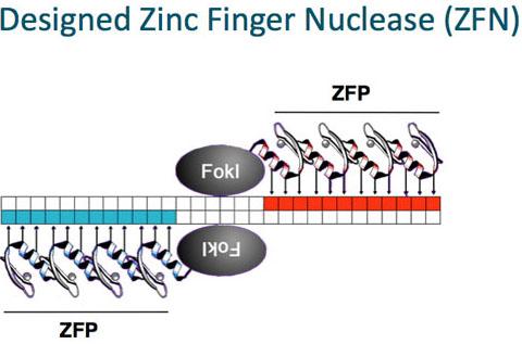 Source: http://www.sangamo.com/technology/zf-nucleases.html